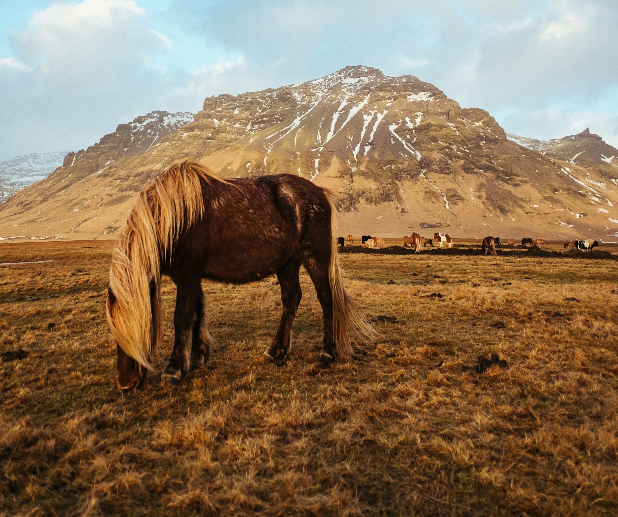 a brown horse with a blonde mane grazes in a field with a mountain in the background, horses grazing back there as well