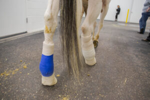 a horses hind legs, wrapped with bandages after undergoing treatement