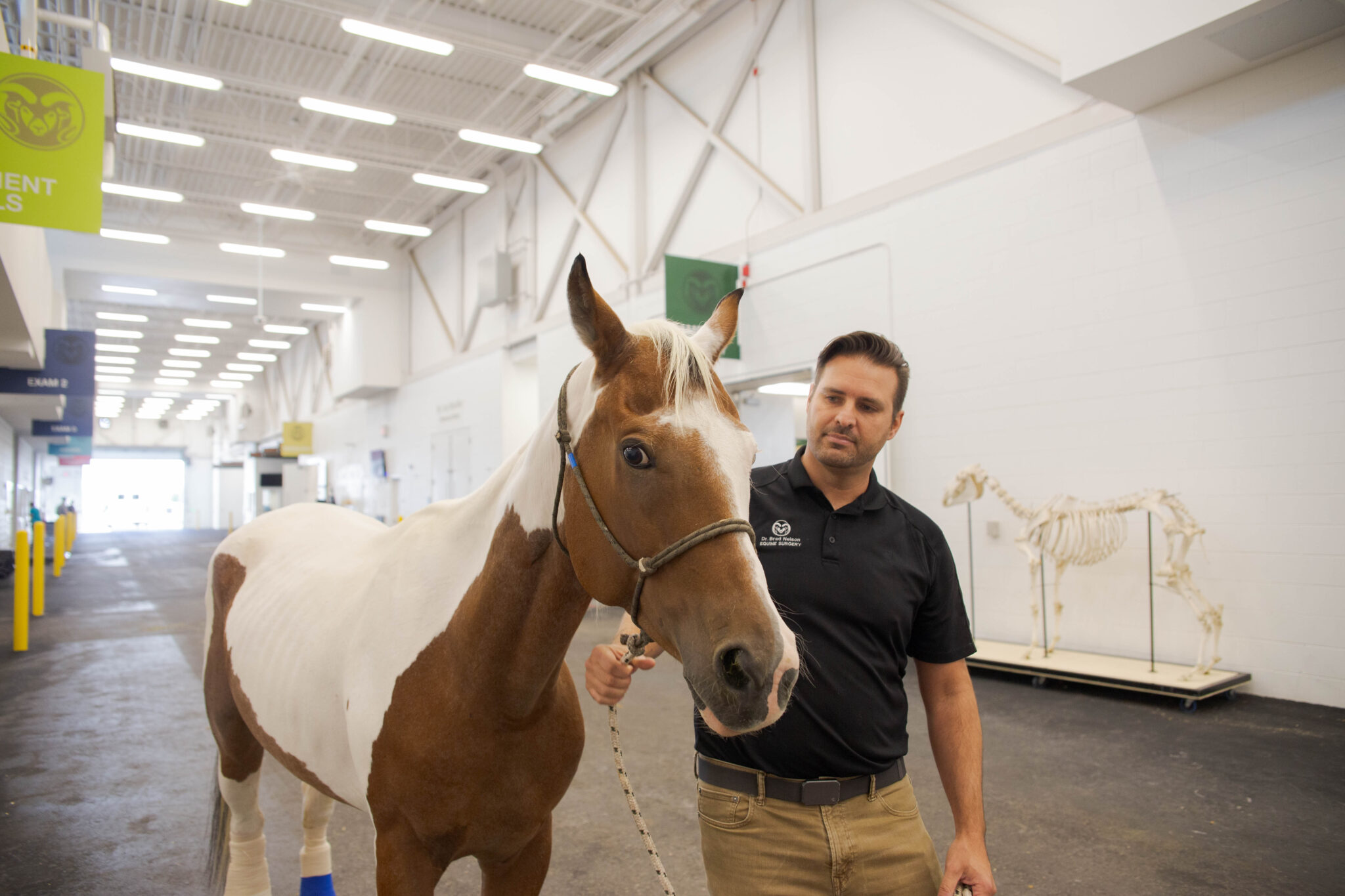 a veterinarian walks with his equine patient, a brown and white horse