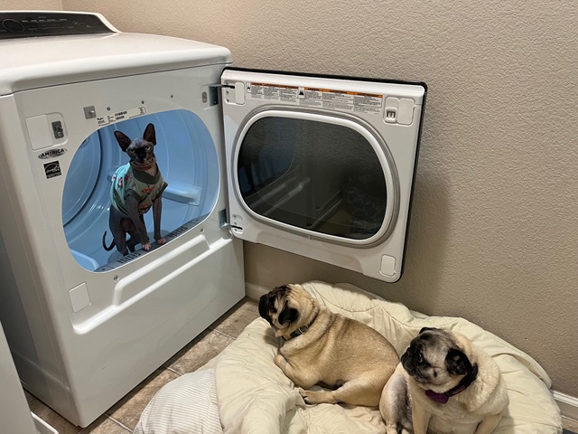 Small dog in a washing machine