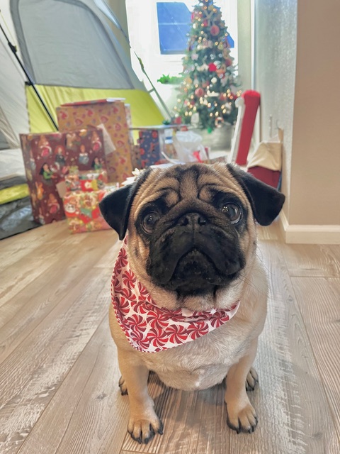 Pug dressed up for the holidays