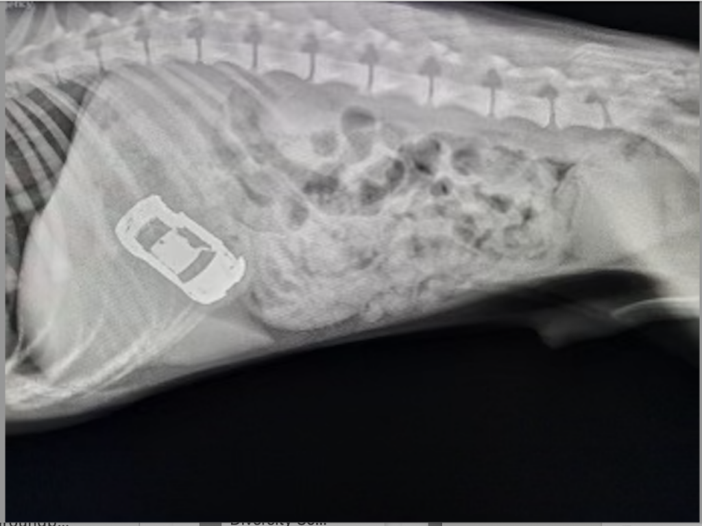 toy car visible in X-ray image