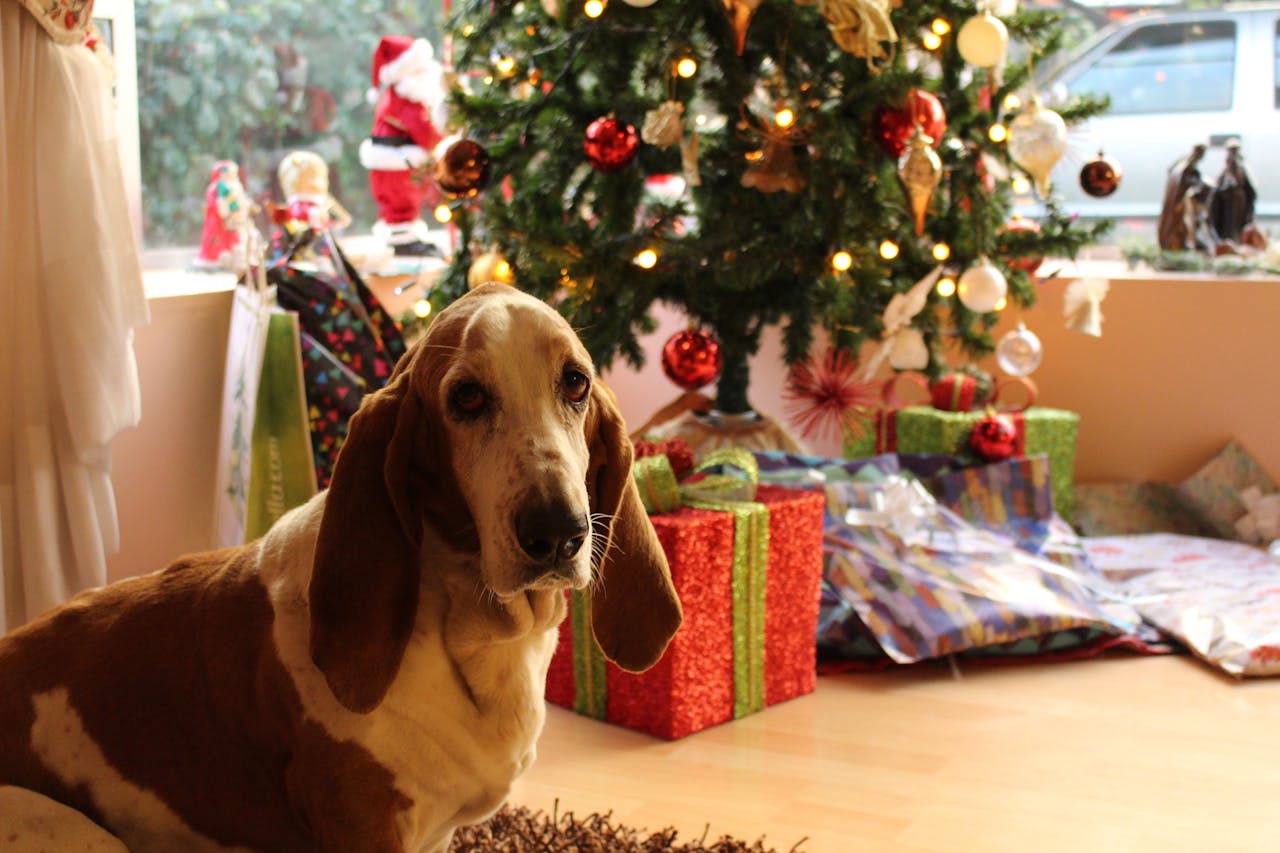 a basset hound sits in a brightly lit room in front of a Christmas tree