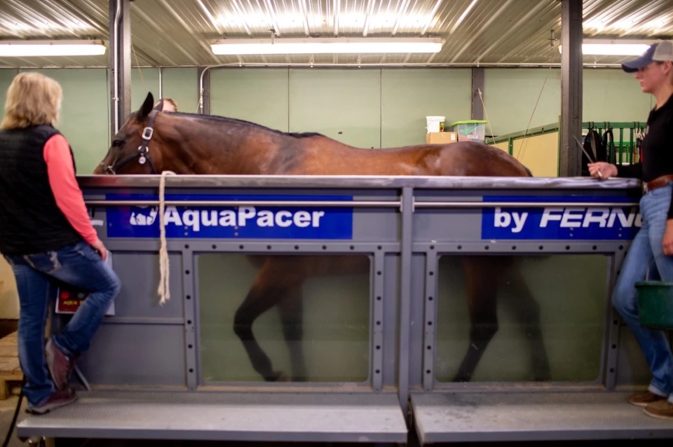 A horse undergoes therapy on the CSU underwater treadmill.