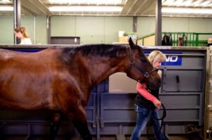 A doctor walks a horse after aqua therapy