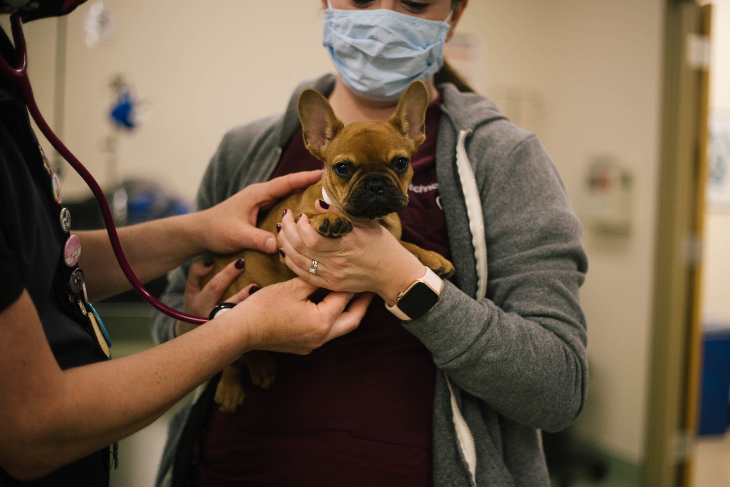 a small french bull dog gets a check up, two veterinary professionals holding him, listening to his lungs