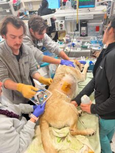 The team at the VTH work to stabilize their patient who was hit by a car