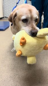 A patient holds a therapy duck after receiving treatment