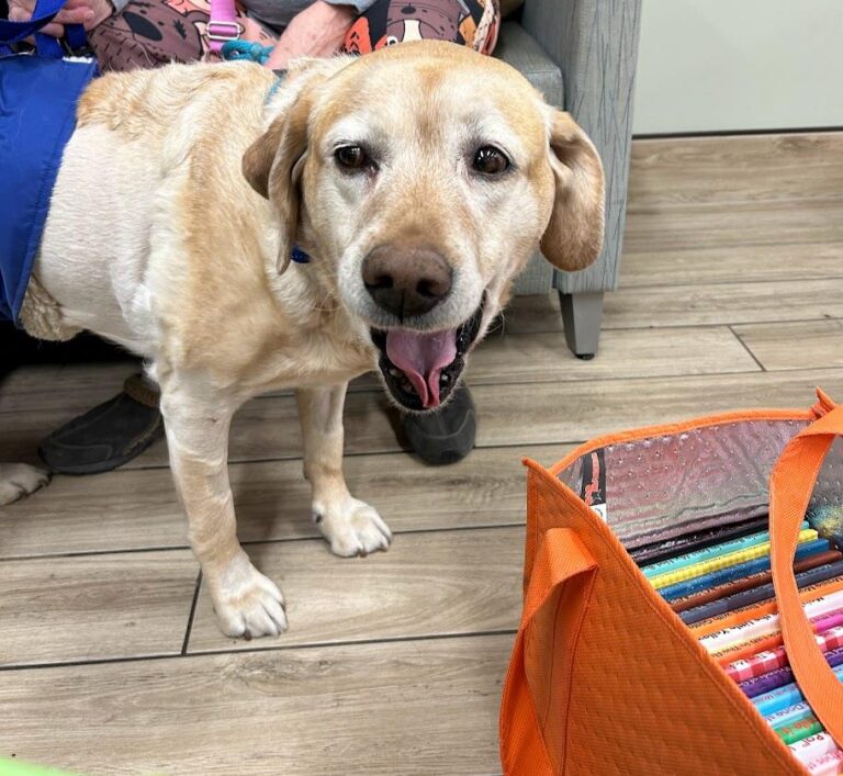 a yellow lab smiles at the camera wearing a bandage during her check up after surgery