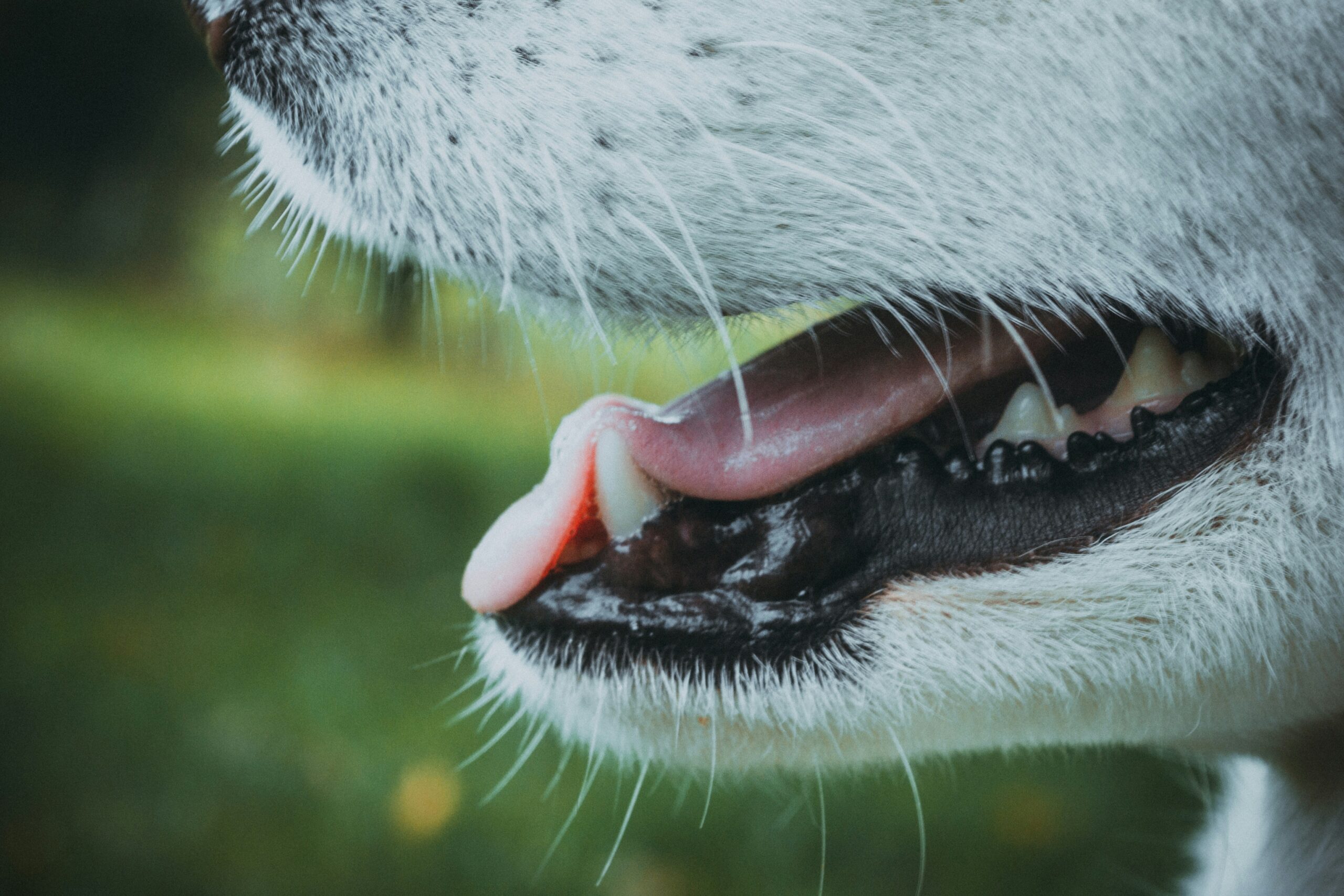 a close up picture of a dogs mouth