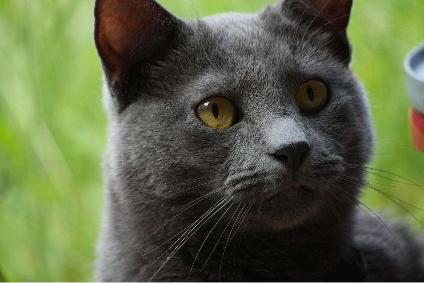a close up of a gray cat with green eyes looking off in the distance, a green yard in the background