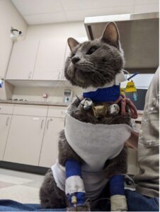 Tofu, a gray cat, recovering from surgery