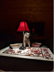 Tofu, the gray cat, sits under a red lap, playing with a puzzle