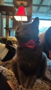 Tofu, the gray cat, poses for a picture, wearing a red bowtie