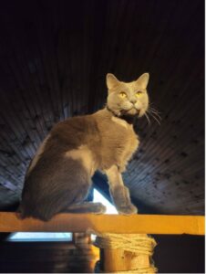 Tofu, the gray cat, with some fur missing, still looks majestic in the fading golden our light