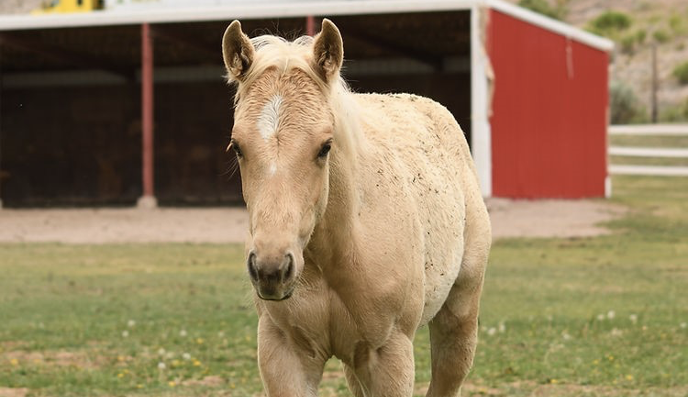 a blonde horse walking in a field with a red barn in the background