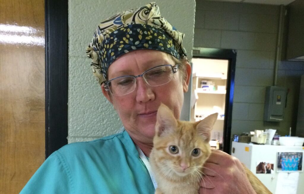 a veterinary professional holds a younger yellow cat