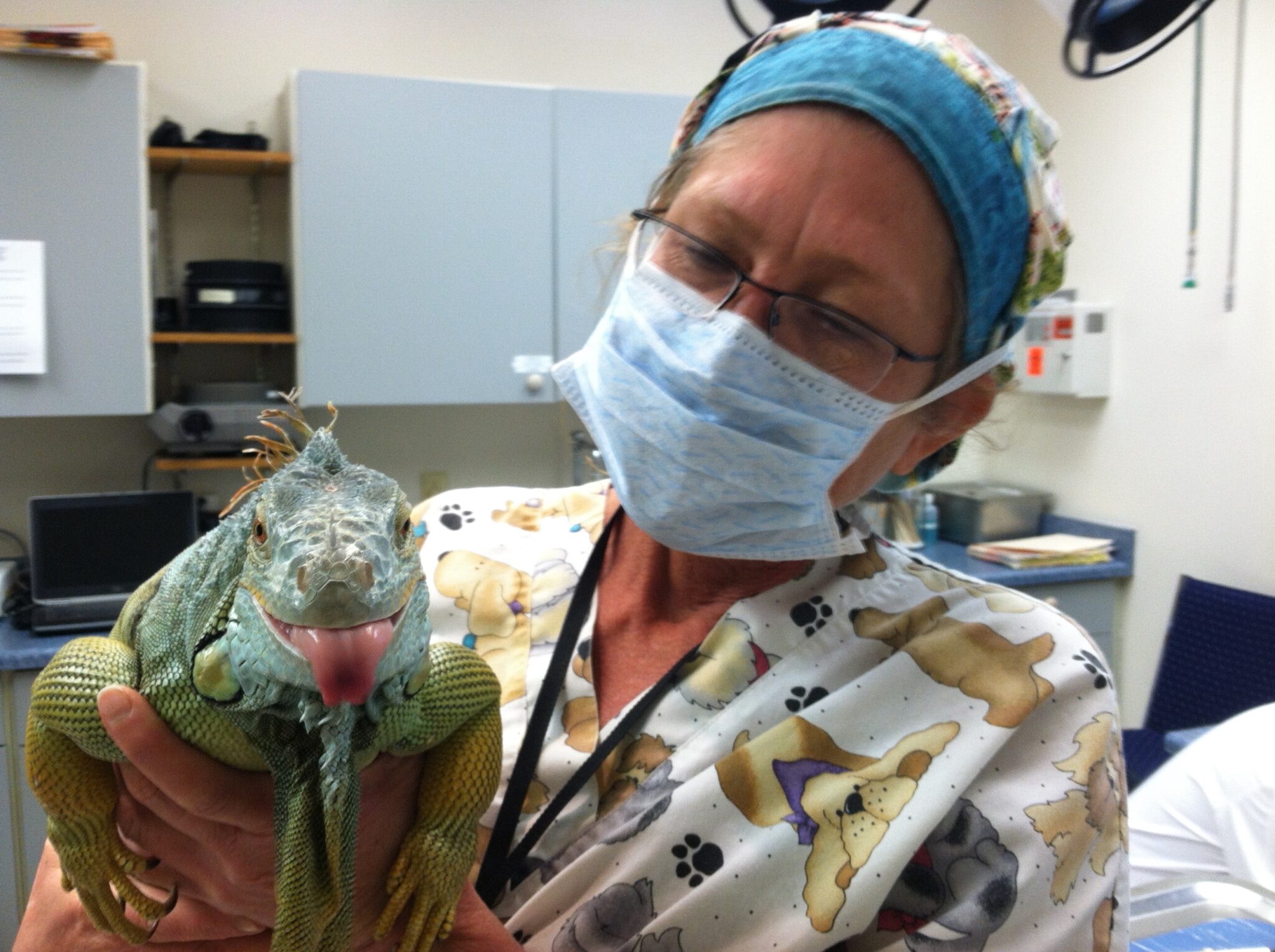 a veterinary professional holds a big lizard who's sticking his tongue out