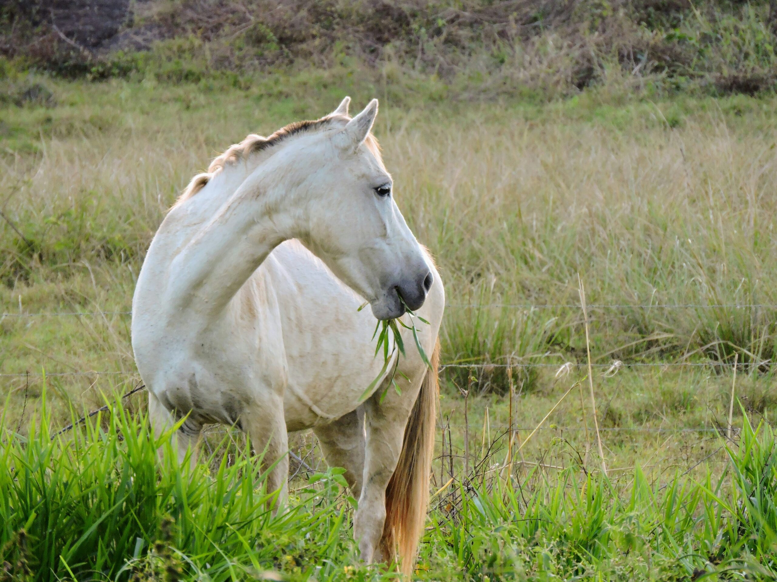 a white horse grazes on grass