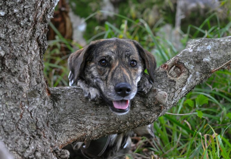a close up of a brindled dog smiling at the camera, paws and chin resting on a tree with green grass in the background