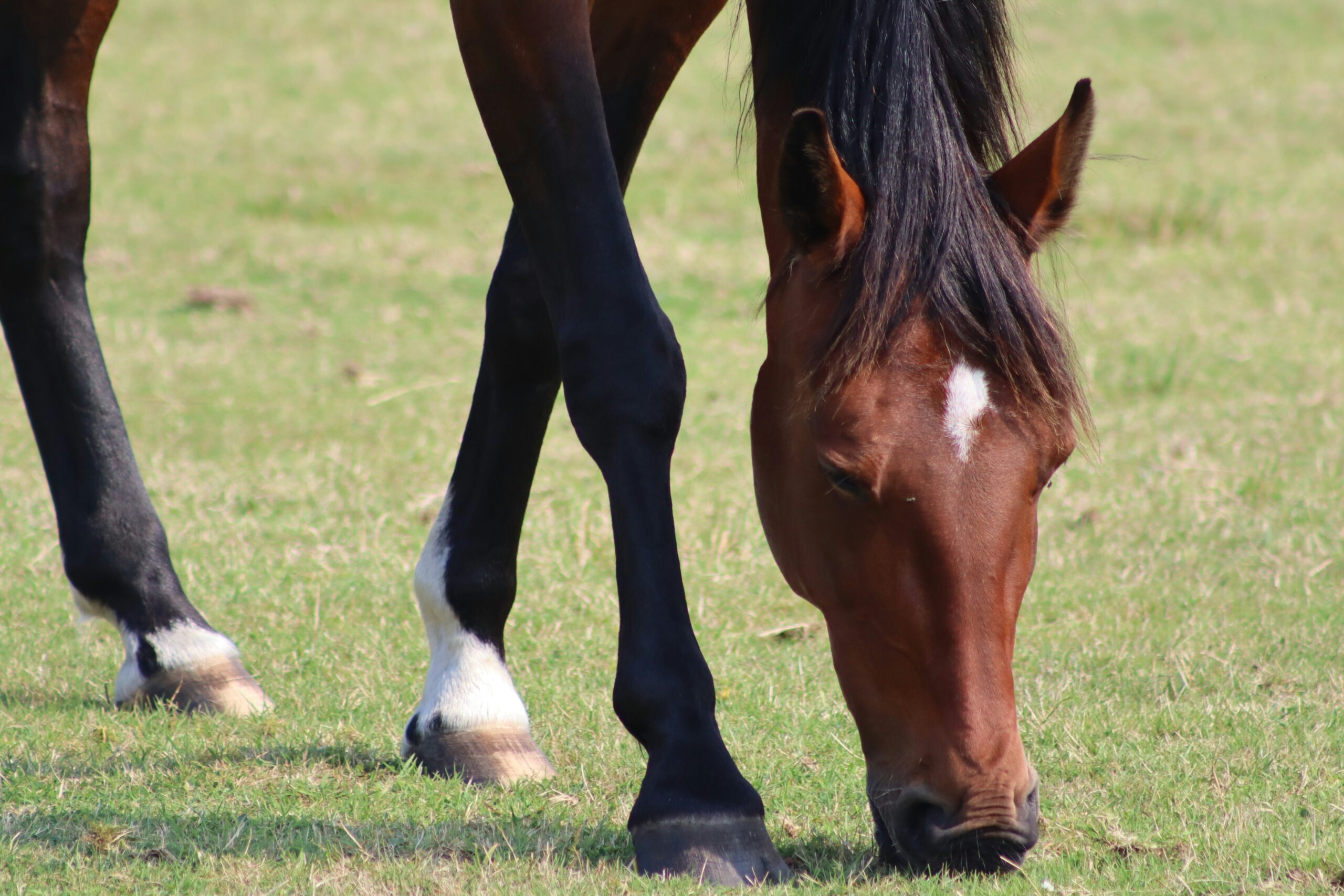 a close up of a brown and white horse grazing on green grass