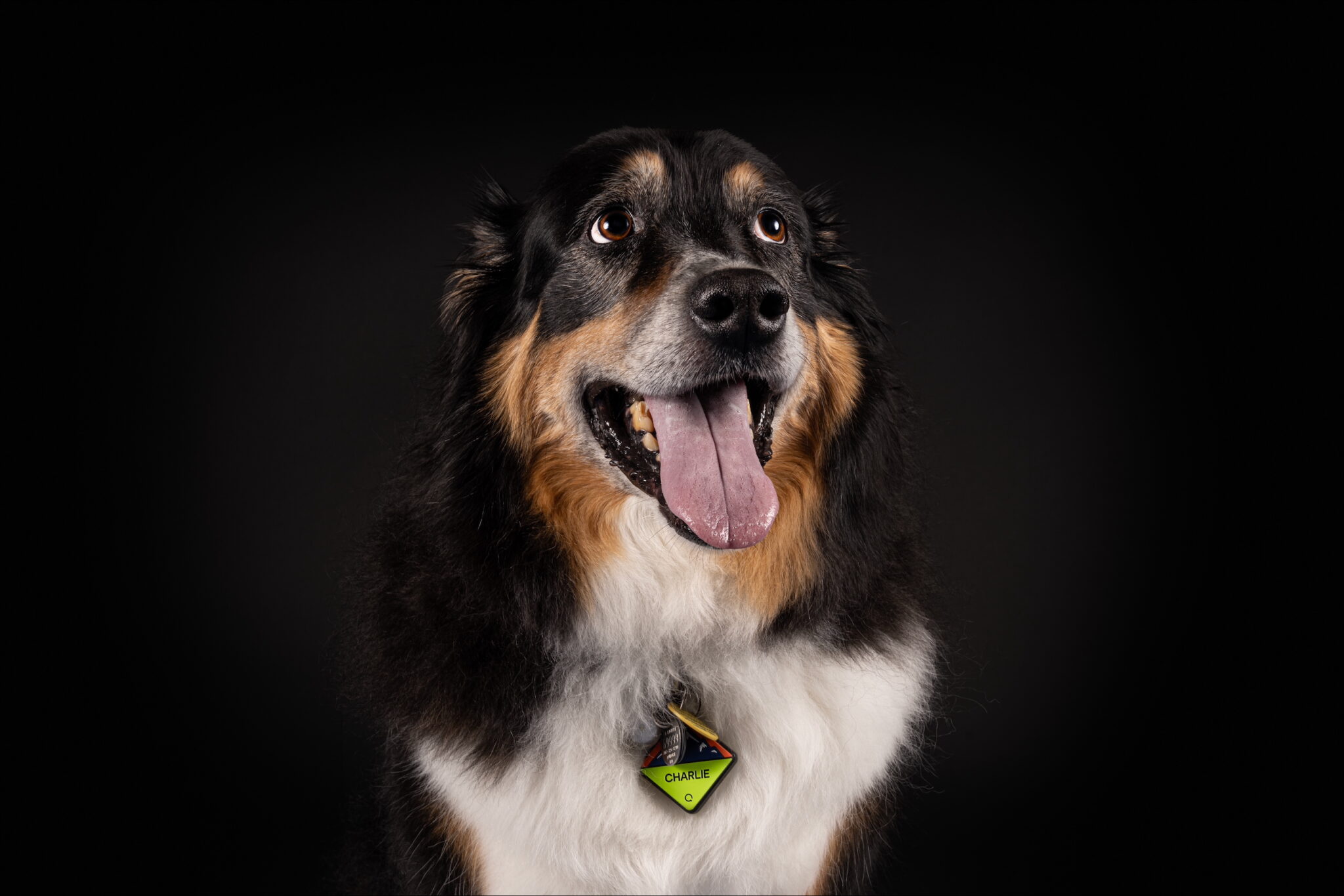 a brown and white dog poses for a picture, looking up at someone off camera
