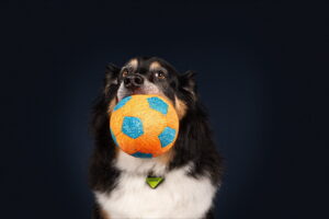 Charlie, 13, is a “retired athlete” who is recovering from cancer surgery. (Photo by Denver Pet Pics, provided by Gina Barrios)