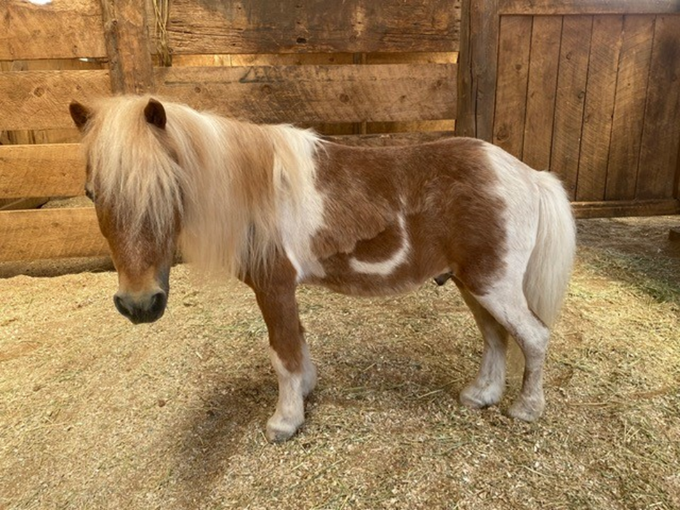 a brown and white small pony stands in a barn