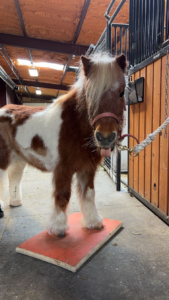Mango never lost his playful spirit through his eight months of rehab. (Provided by Front Range Equine Performance)