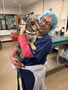 A veterinarian holds a patient before his procedure