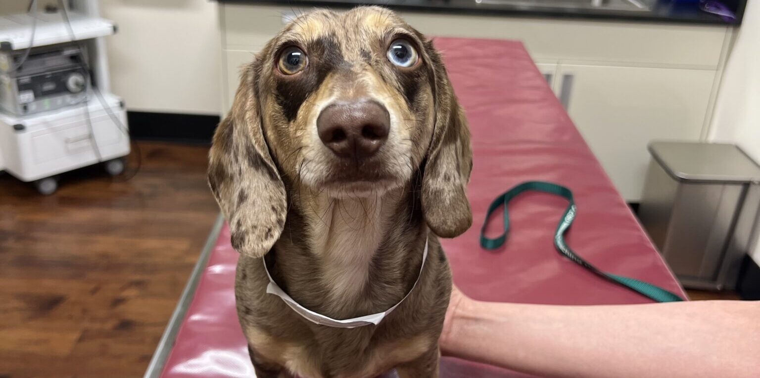 a small brown and white dog looks at the camera, sitting on a red examine table