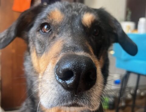 a close up of a black and brown dog, the snout in focus