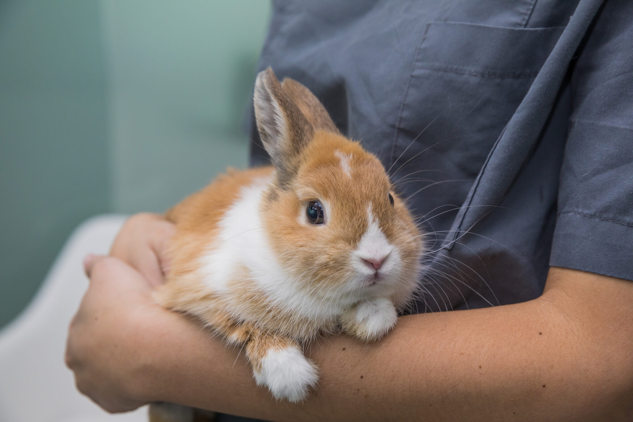Veterinarian holding rabbit