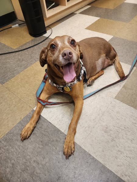 a small, brown dog is smiling at the camera, laying on the floor of the vet office, missing her back hind leg