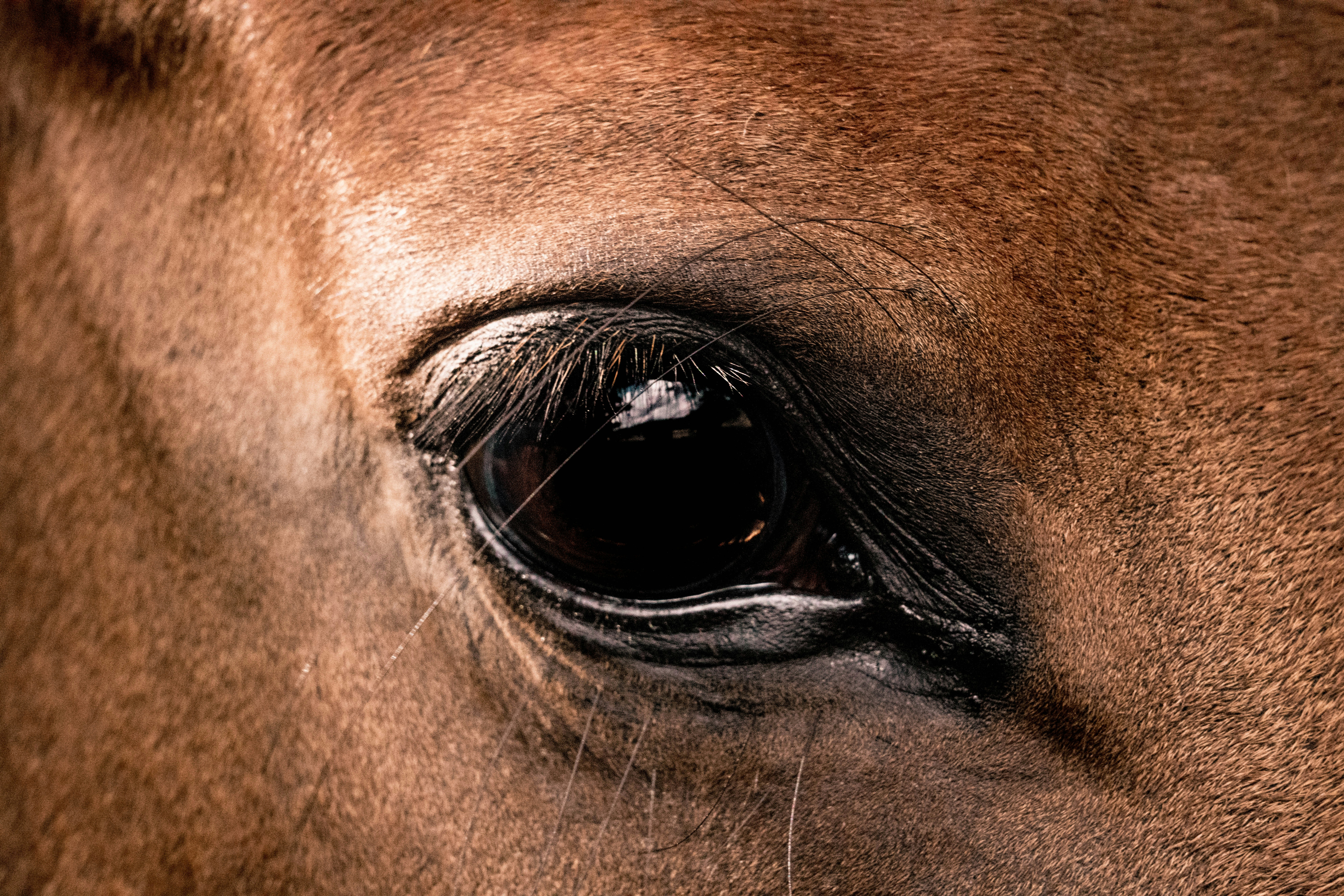 a close up picture of a horse's eye