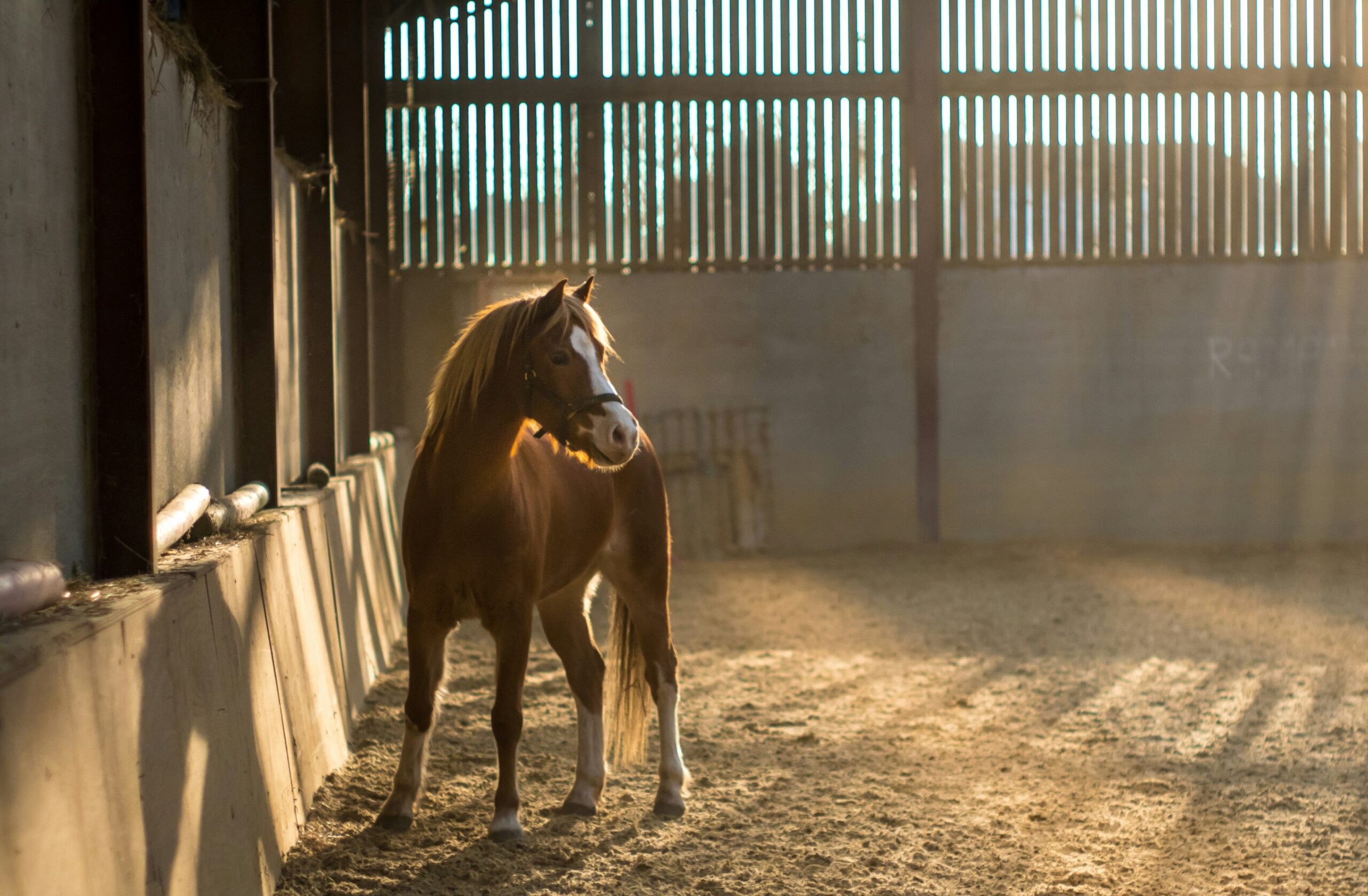 a dramatic image of a brown and white horse in a barn, sun shinning through the rafters