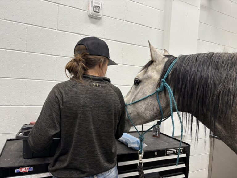 a veterinarian wearing a hat and hair tied back, tends to their patient, a gray and white horse