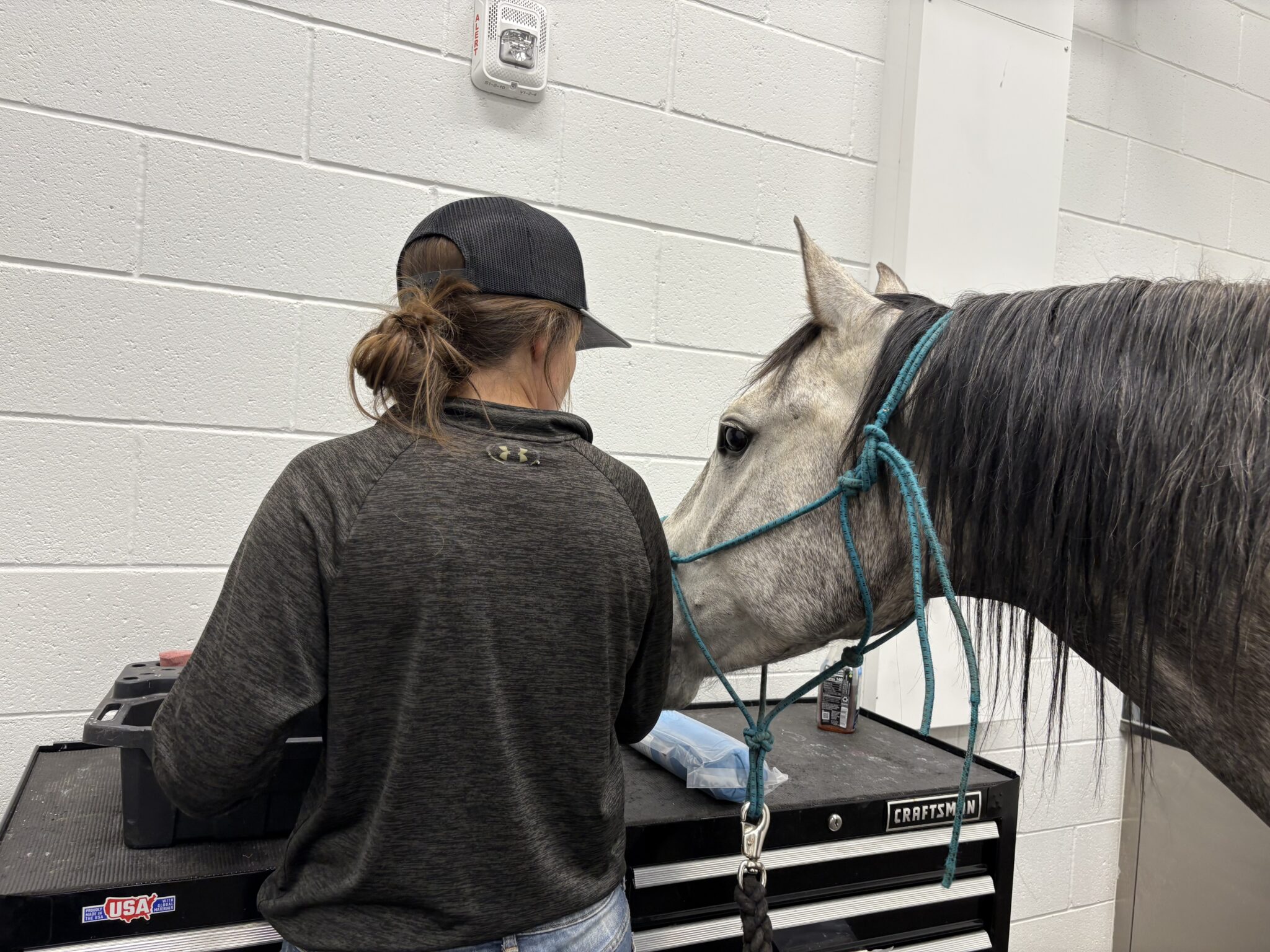 a veterinarian wearing a hat and hair tied back, tends to their patient, a gray and white horse