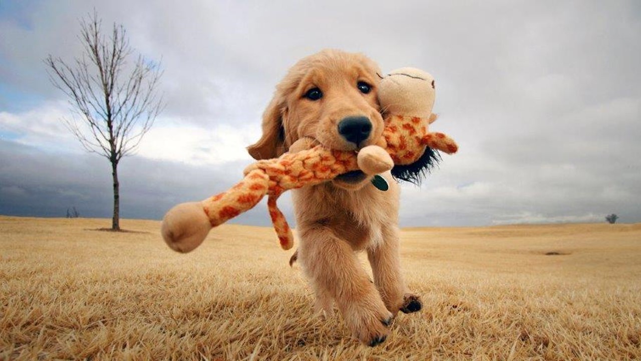 Golden retriever running through field with stuffed animal