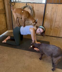 Yoga with goats is one way to relieve stress for CSU Veterinary Teaching Hospital house officers. (CVMBS photo) 