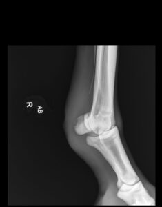 an xray of a patient's leg