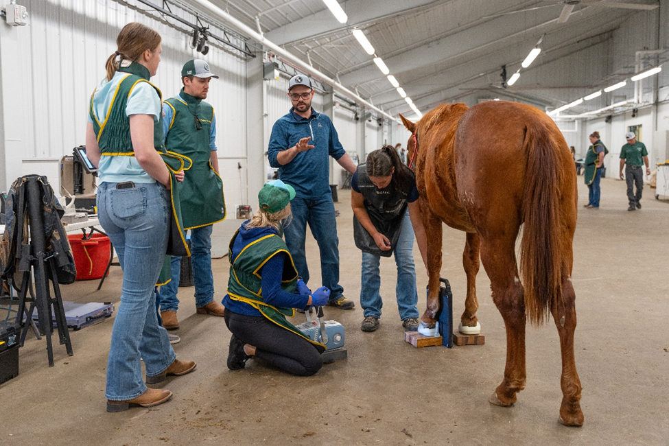 a group of students listen to their teacher examining a brown horse's hooves