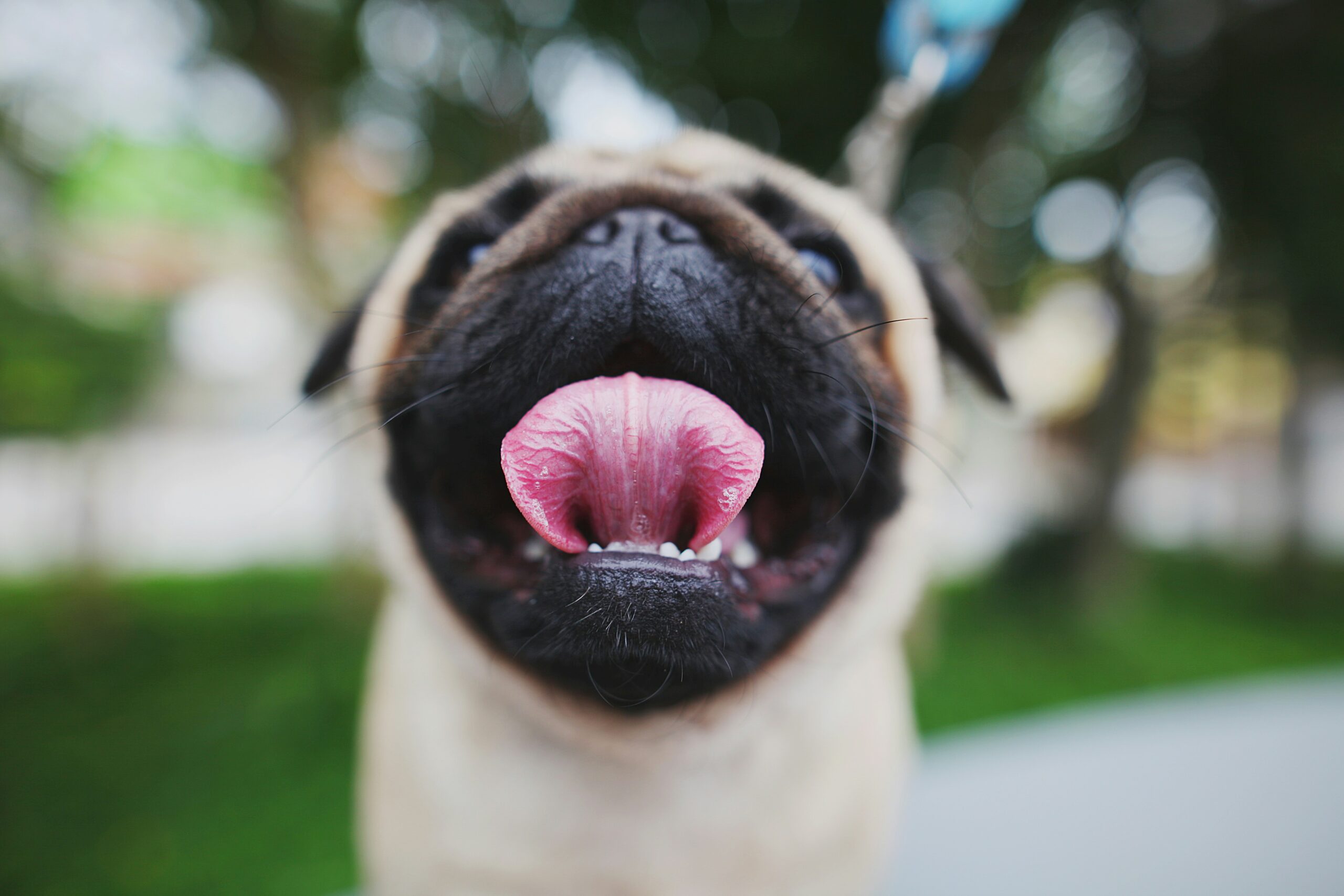 close up picture of a pug, his tongue folded out in a flower like position
