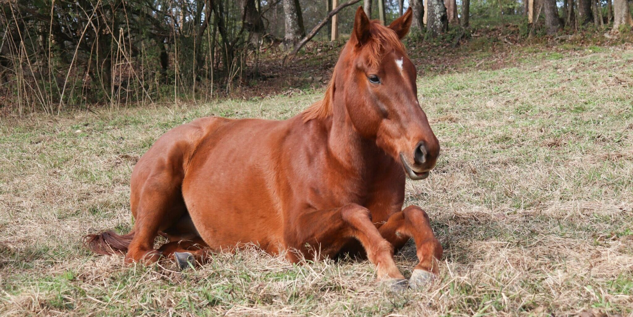 a brown horse lays in a brown and green field, trees in the background