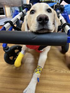 A yellow lab rests her head on her wheelchair