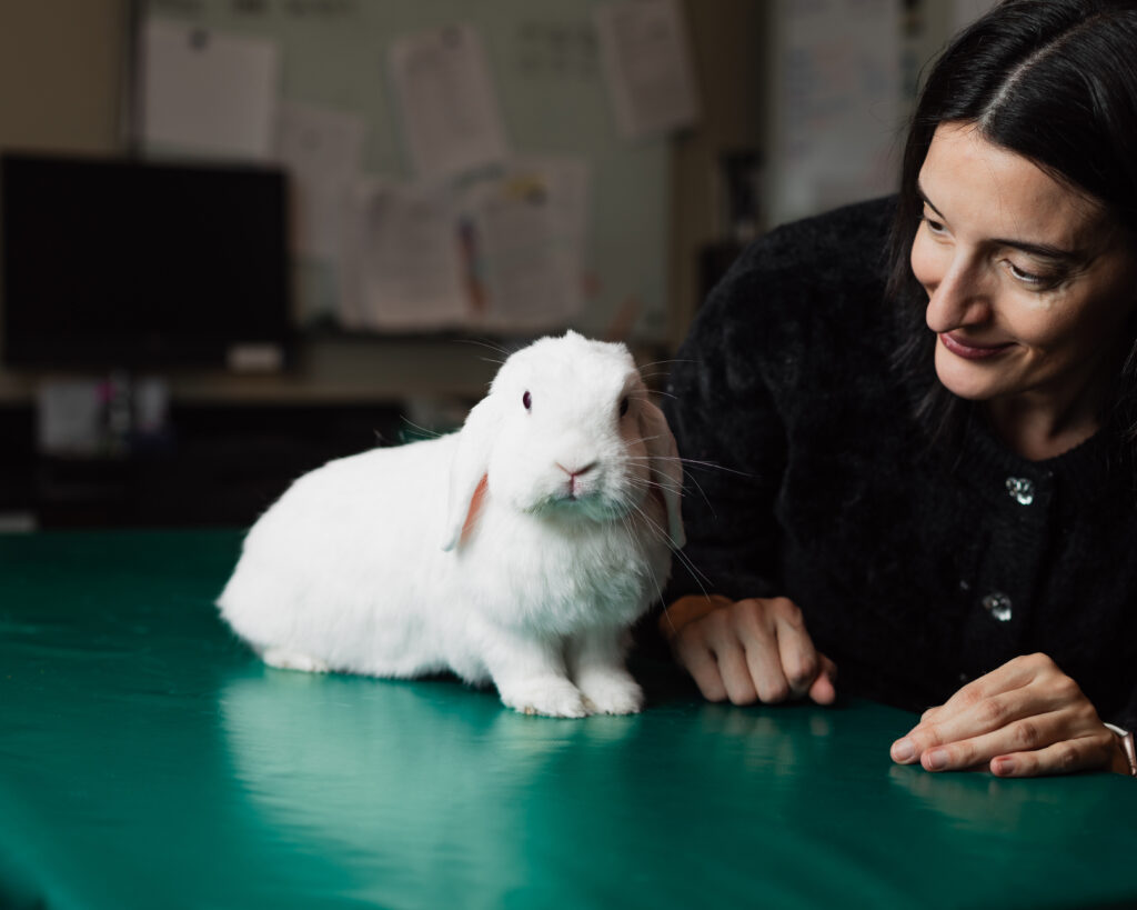 A white rabbit sits on a green exam table while a person rests an arm beside it.