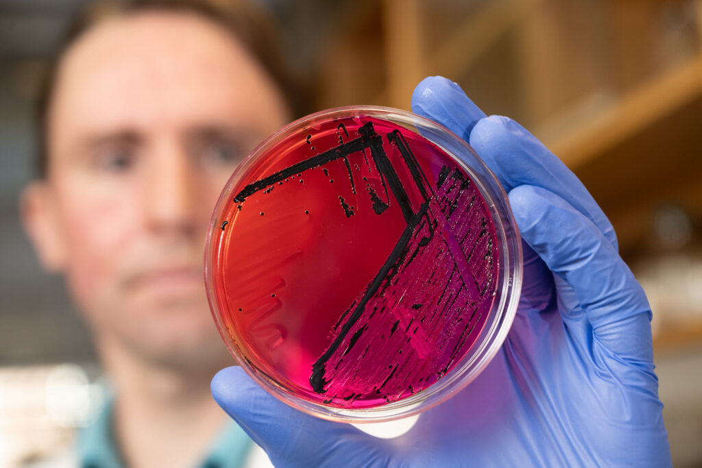 Man looking at bacteriology sample in veterinary diagnostic lab