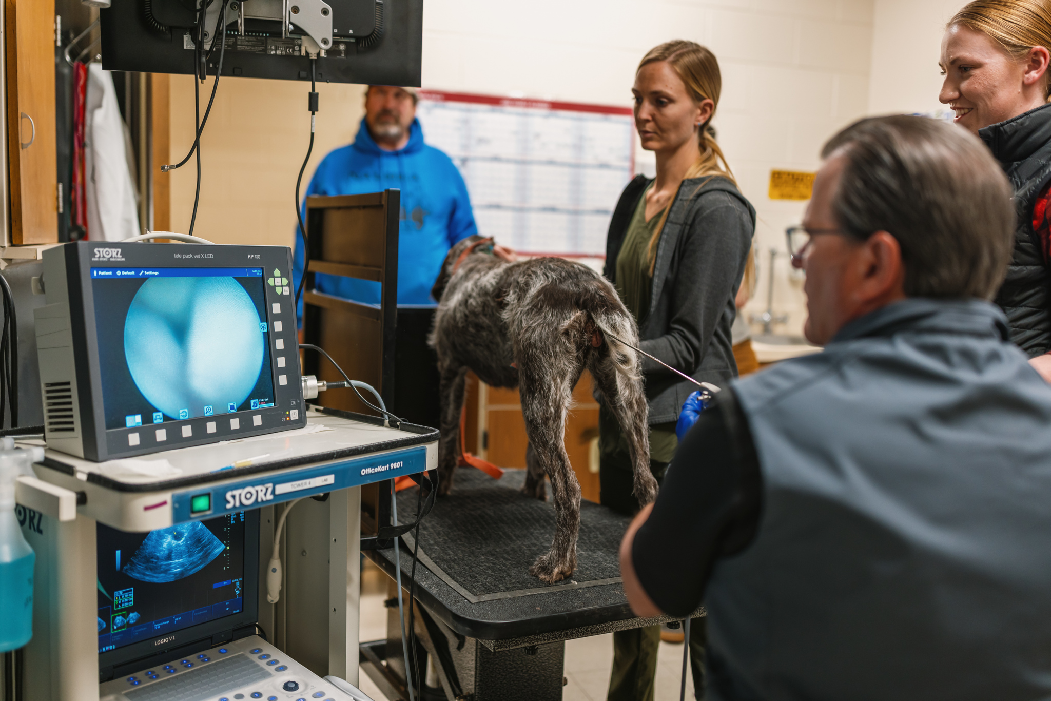 vet performing transcervical insemination on dog