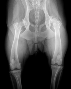 Arthritic hip joints