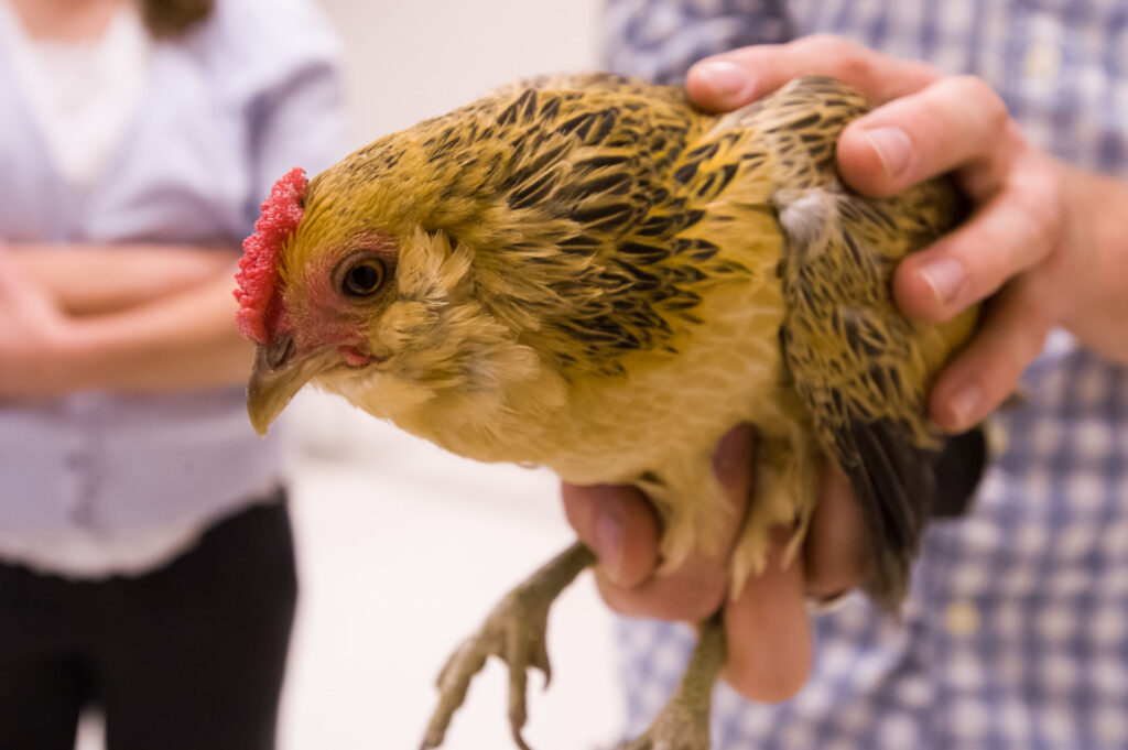 hands holding a chicken